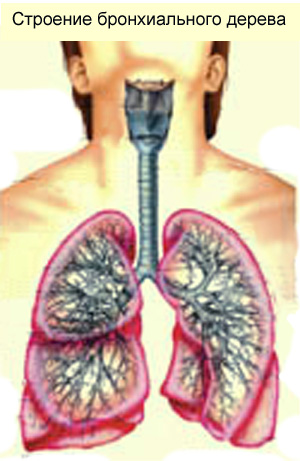 одышка при бронхиальной астме