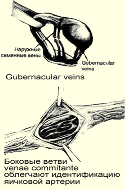 gubernacular veins, 